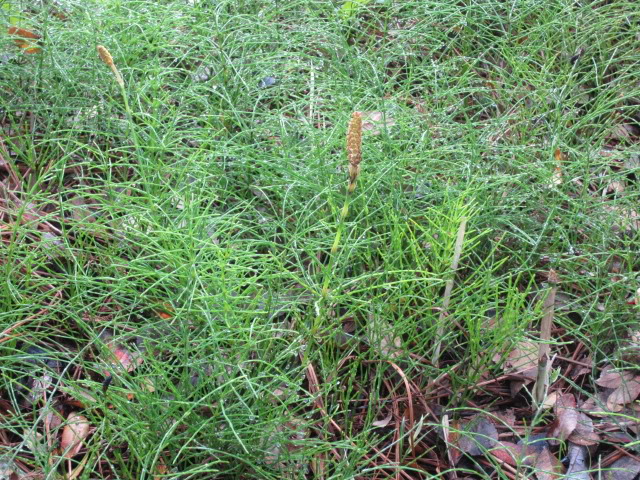 Equisetum diffusum